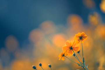 冒险岛私服发布网