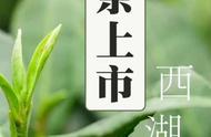 西湖龙井新茶上市，带你领略茶的韵味与天地之间的故事