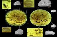 琥珀中的亿万年交配秘密：科学家发现巨型精子刷新了记录