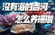 香河无海，珊瑚如何生存？