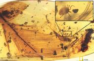 白垩纪的琥珀宝藏：揭开史前生物的神秘面纱