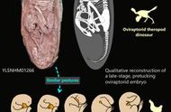 恐龙起源：中国出土全世界最完整的恐龙胚胎化石