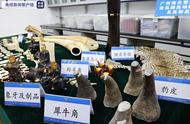 广州海关移交一批濒危野生动植物及其制品，涉及象牙、豹皮、穿山甲片等