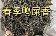 价格相同的“鸭屎香”春茶和冬茶，哪款更受欢迎？