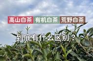 白茶知识普及：高山茶、有机茶、荒野茶的区别是什么？