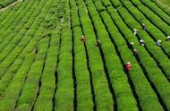 南京雨花茶的开采工作正在进行，本地采茶工成为主力