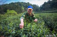 别被景区的龙井茶价格误导：真正的西湖龙井在这里