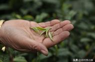 春茶、夏茶和秋茶：特点概述