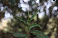 一文带你探索春茶、夏茶、秋茶的不同之处