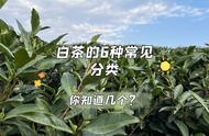 白茶的分类与理解：六大类，三种入门，全知者才是专家