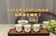 500元一斤的白茶与5000元一斤的白茶，价格差异深度解析