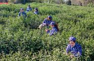 头锅钟山雨花茶开采，品质提升，价格未受影响