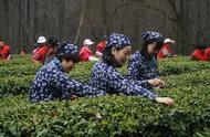 欢迎来到雨花茶的采摘季节