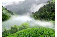 特种绿茶——太平猴魁：茶叶入门知识的详细讲解