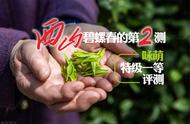 2023年西山碧螺春的第二测：咏萌特级一等碧螺春的严谨评测