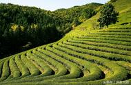 除了黄山毛峰，还有哪些其他美味的毛峰茶？