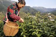 富溪高山茶园：黄山毛峰的原产地，今日开始新茶开采