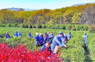 首批钟山雨花茶的首次收获