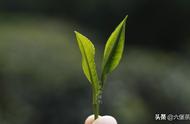 六堡茶的秘密：社前茶、明前茶、雨前茶的比较