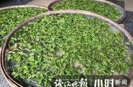 警惕假冒西湖龙井茶：一杯百元，一斤万元的可能是假货