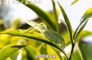 湖南君山银针：洞庭湖的珍稀茶叶，中国名茶的珍品