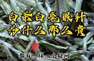 了解茶知识：白茶白毫银针为何如此独特？