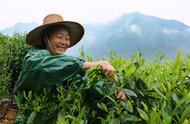 品味太平猴魁：这款名字神秘的茶