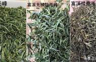 黄山毛峰哪里的口感最好？高山茶优于平原茶