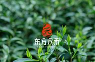 陈年武夷岩茶：品味岁月的甘醇之美