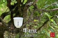 去年大旱，龙王庙承受了哪些压力？今年武夷岩茶有哪些新趋势？