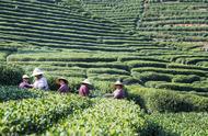 婺源绿茶：品味高山，享受生活