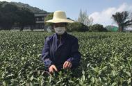 西湖龙井茶开始大规模开采，今年的价格预计将有小幅度的提升