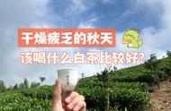 秋天喝什么白茶好？春茶、秋茶和老白茶的全面对比