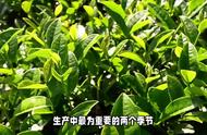 茶叶选择指南：春茶与秋茶的全面对比