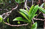 三分钟洞悉：普洱茶的起源故事与茶马古道的诞生