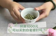 1000元预算，白茶购买指南：白毫银针还是白牡丹？