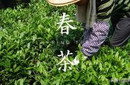 茶叶鉴别教程：春茶、夏茶和秋茶的分辨方法