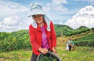 炎陵茶叶基地的夏季茶叶收获期来临