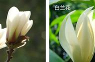 茉莉花茶中加入白兰花，是否会破坏其纯净口感？