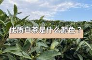 实拍图揭示：品质好的白茶颜色有哪些特征？