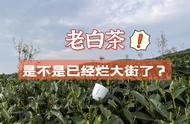 为什么在“双11”购物节，每个人都在卖老白茶？