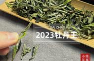 太姥白茶的魅力：2023牡丹王，让你陶醉其中