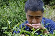 黄山毛峰：一杯精品，带你领略鲜爽花香的魅力