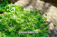 太平猴魁：品味茶香，感受历史