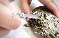 白茶新手的困扰：白毫银针，散茶和饼茶，我应该选择哪一个？