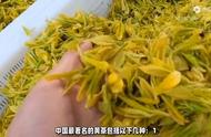 走进中国黄茶的世界：10种名茶让你流连忘返