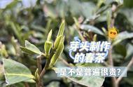 春茶价格之谜：芽头制作的茶叶为何普遍很贵？揭秘4个问答