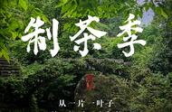 茶叶飘香：一窥大红袍制作的秘密