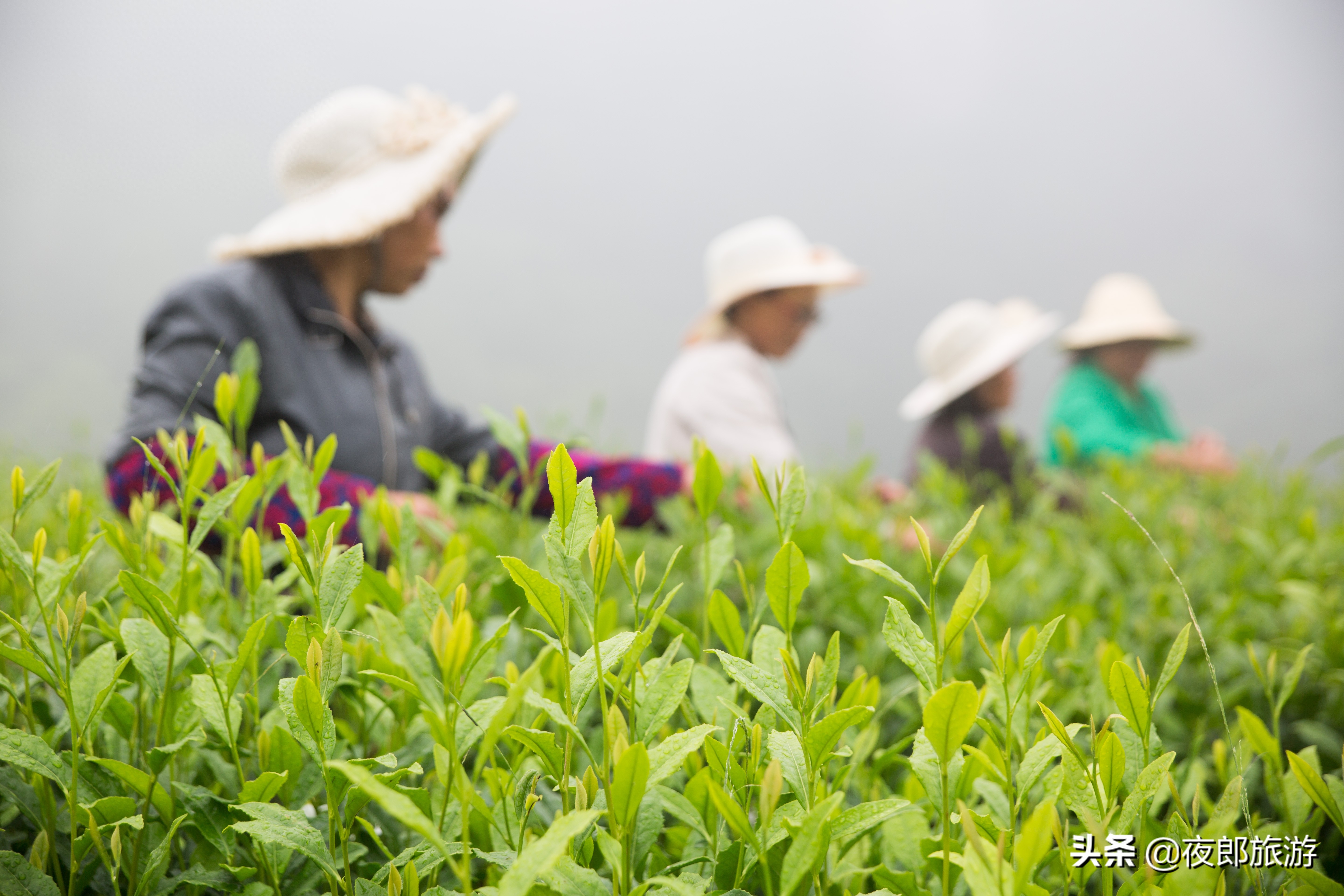 贵州大方：云山雾绕采夏茶