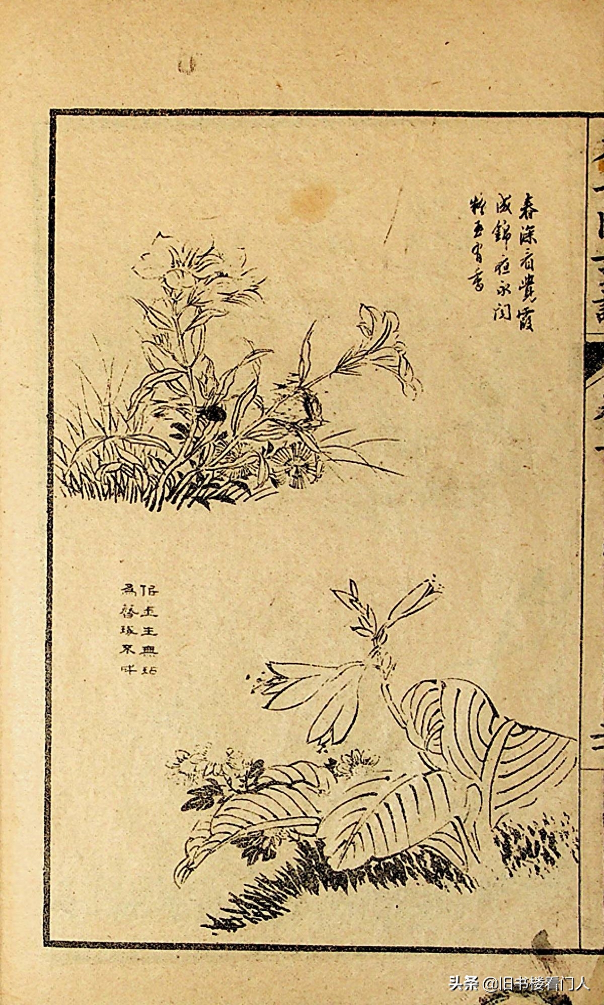 艺术类学画必修之书－《芥子园画谱·草虫花卉谱》